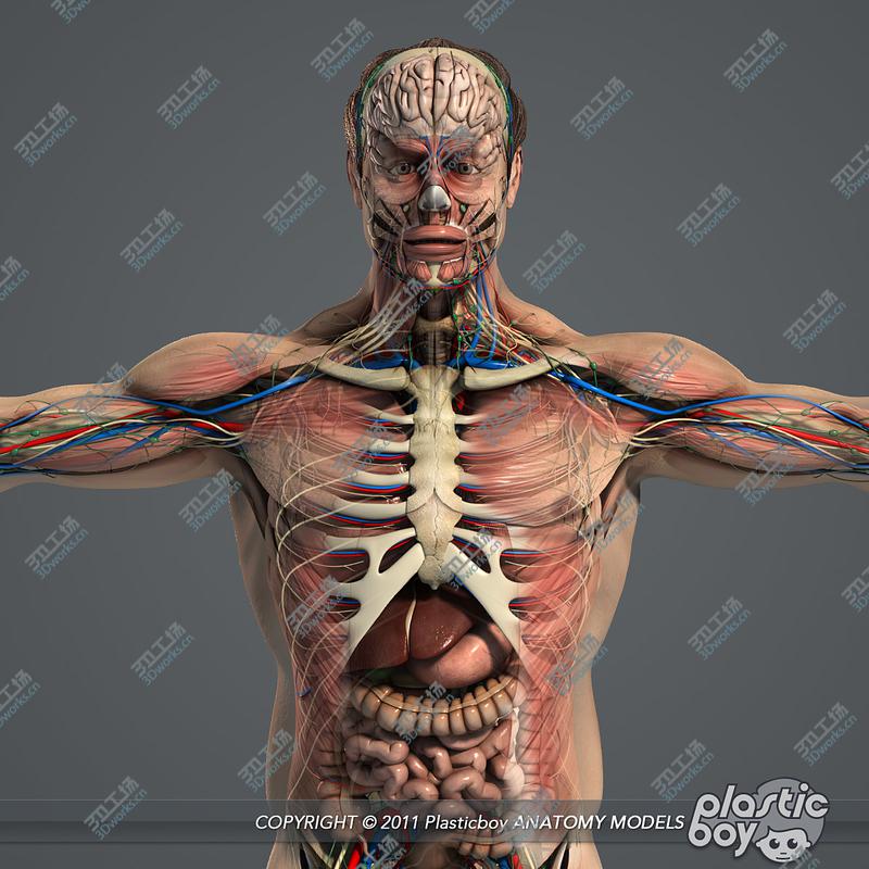 images/goods_img/20210113/3DS MAX RIGGED Male and Female Anatomy Complete Pack (Textured)/3.jpg